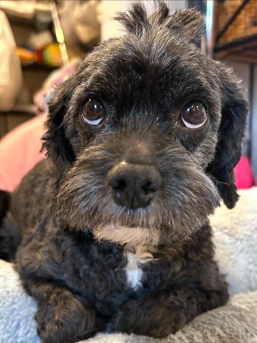 ACE THE MAN! - Cavalier King Charles Spaniel / Poodle (Miniature) available for adoption