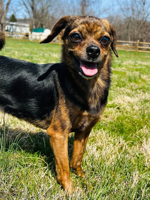 Maria, an adoptable Chihuahua in Elizabethtown, PA