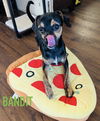 Bandit