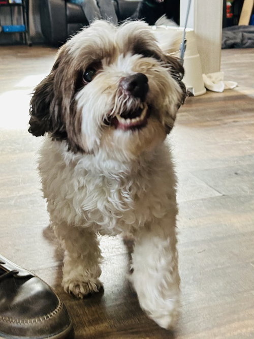 ARCHIE - Shih Tzu available for adoption