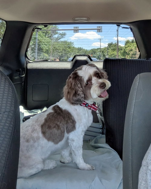 Archie, an adoptable Shih Tzu in Elizabethtown, PA