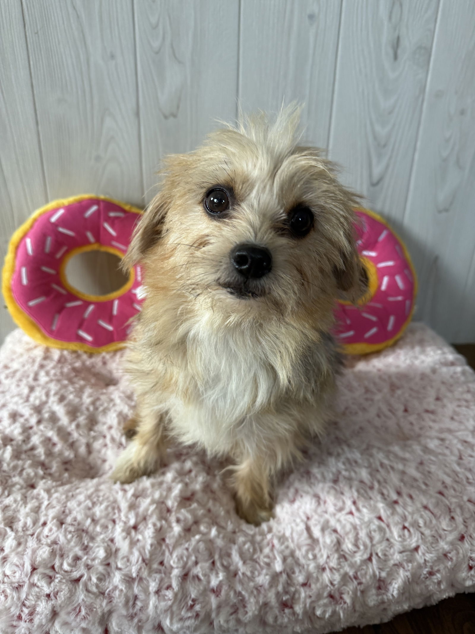 adoptable Dog in Elizabethtown, PA named GiGi