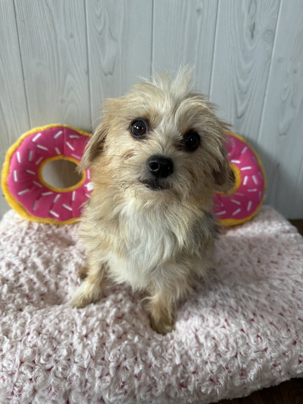GiGi