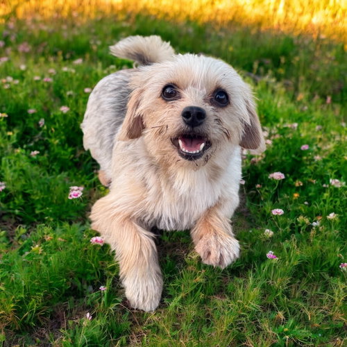 GIGI - Yorkshire Terrier Yorkie available for adoption