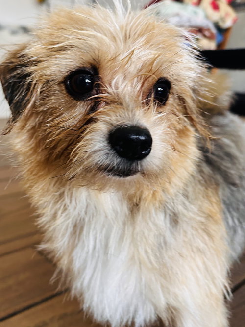 GIGI - Yorkshire Terrier Yorkie available for adoption