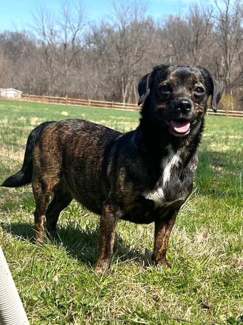 Babe, an adoptable Dachshund in Elizabethtown, PA