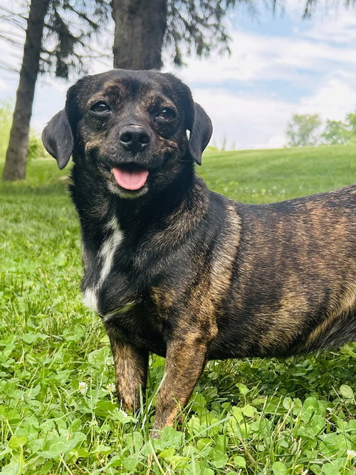 Babe, an adoptable Dachshund in Elizabethtown, PA