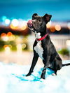 adoptable Dog in  named Chip