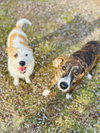 Dexter - Photo 4