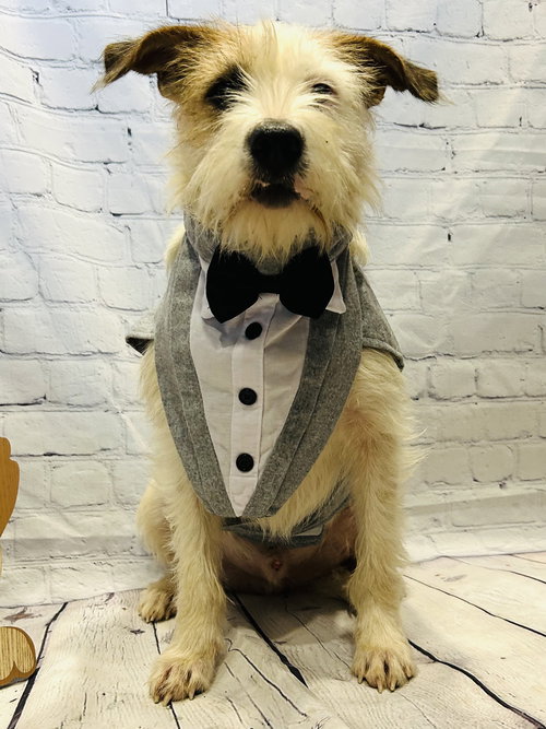 DEXTER - Wirehaired Fox Terrier available for adoption