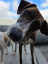 adoptable Dog in  named Rufus