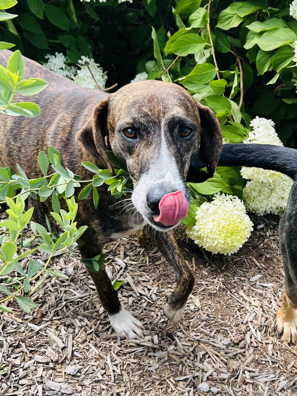 Rufus