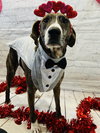 Rufus - Photo 1