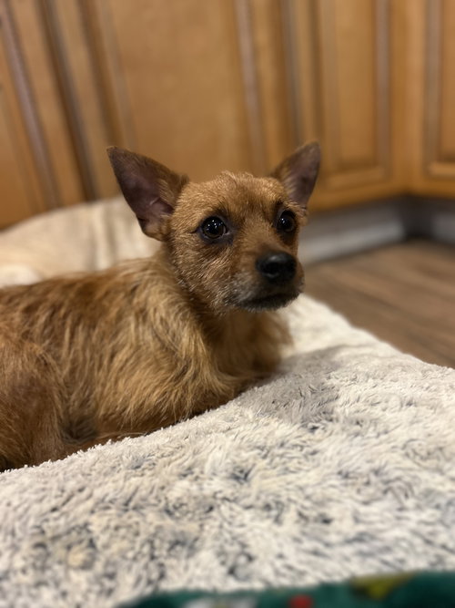 KOBE - Miniature Pinscher / Yorkshire Terrier Yorkie available for adoption