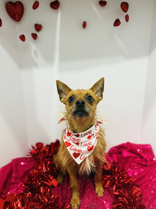 KOBE - Miniature Pinscher / Yorkshire Terrier Yorkie available for adoption