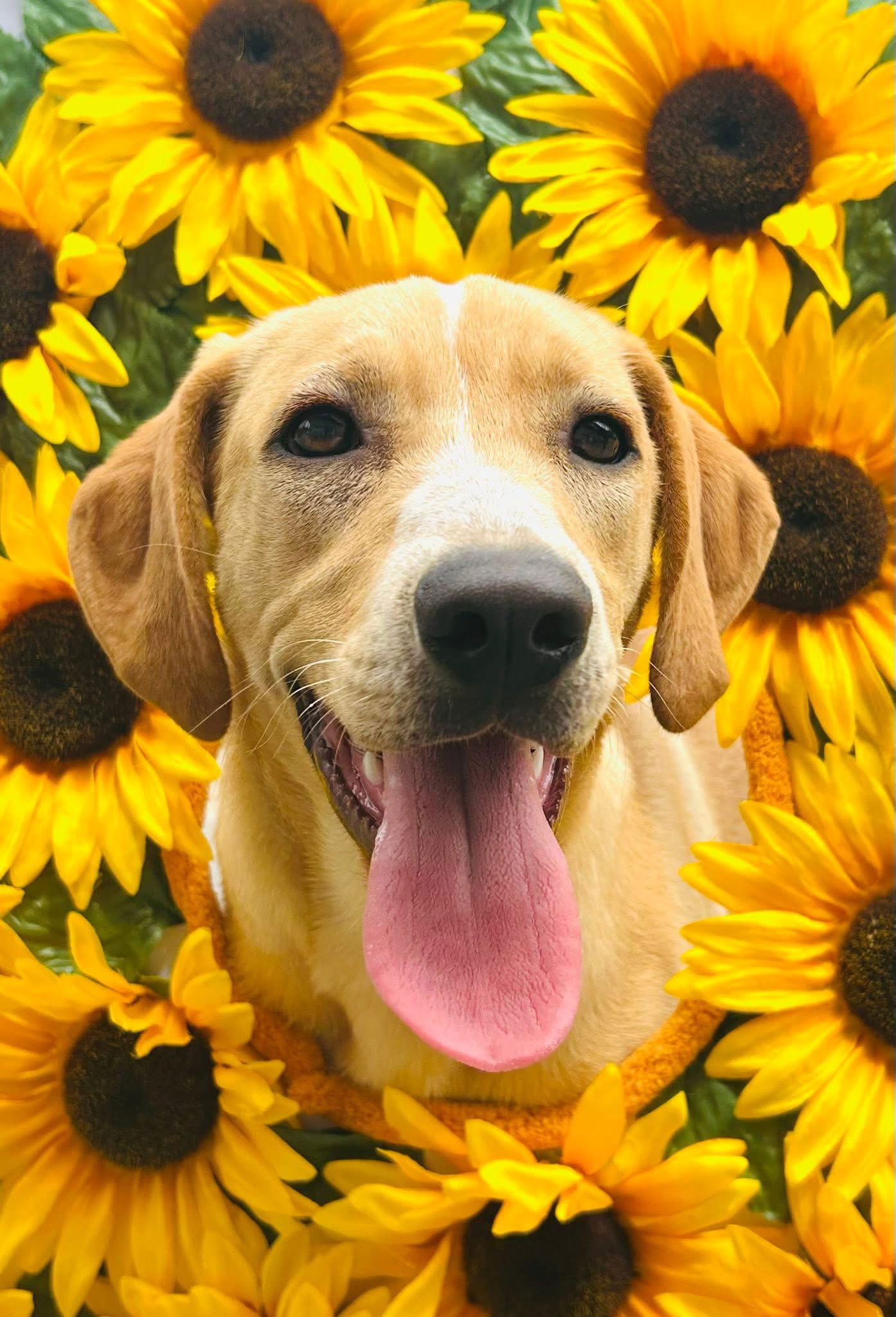 adoptable Dog in Elizabethtown, PA named Happy