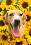 adoptable Dog in  named Happy