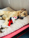 Happy - Photo 3