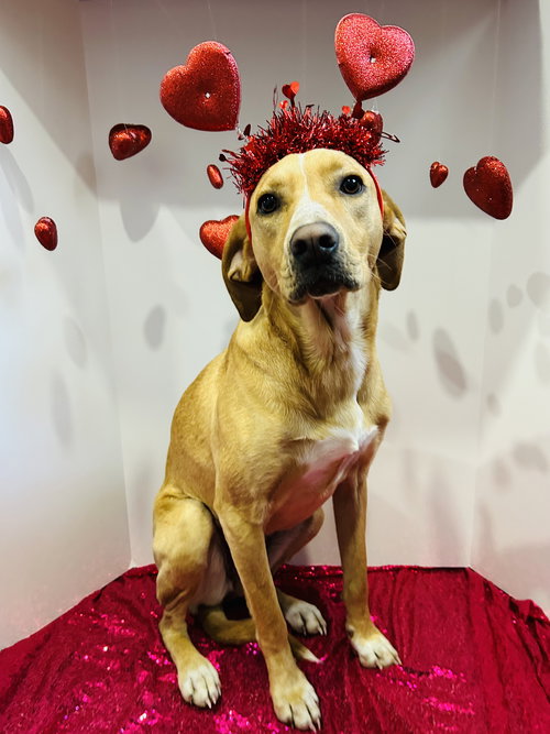 HAPPY - Labrador Retriever available for adoption