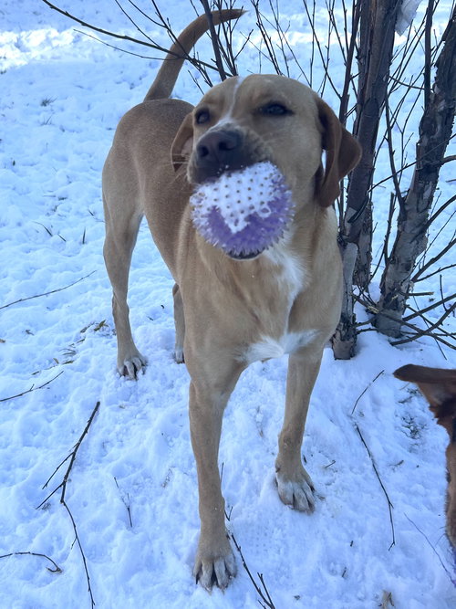 HAPPY - Labrador Retriever available for adoption