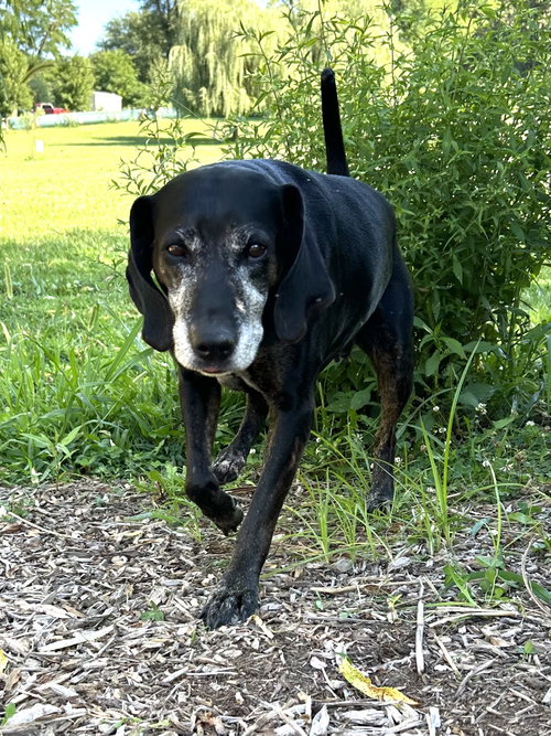 Maci, photo 5