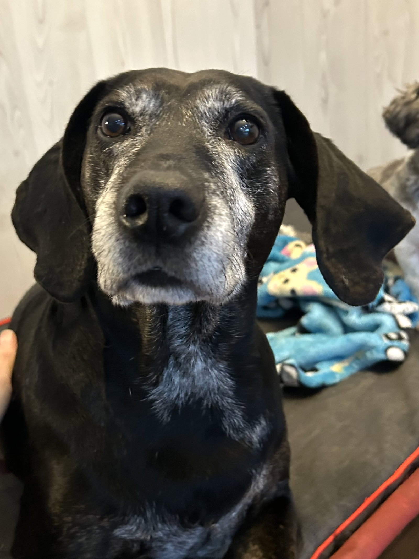 Maci Image
