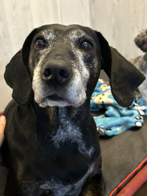 MACI - Labrador Retriever / Hound available for adoption
