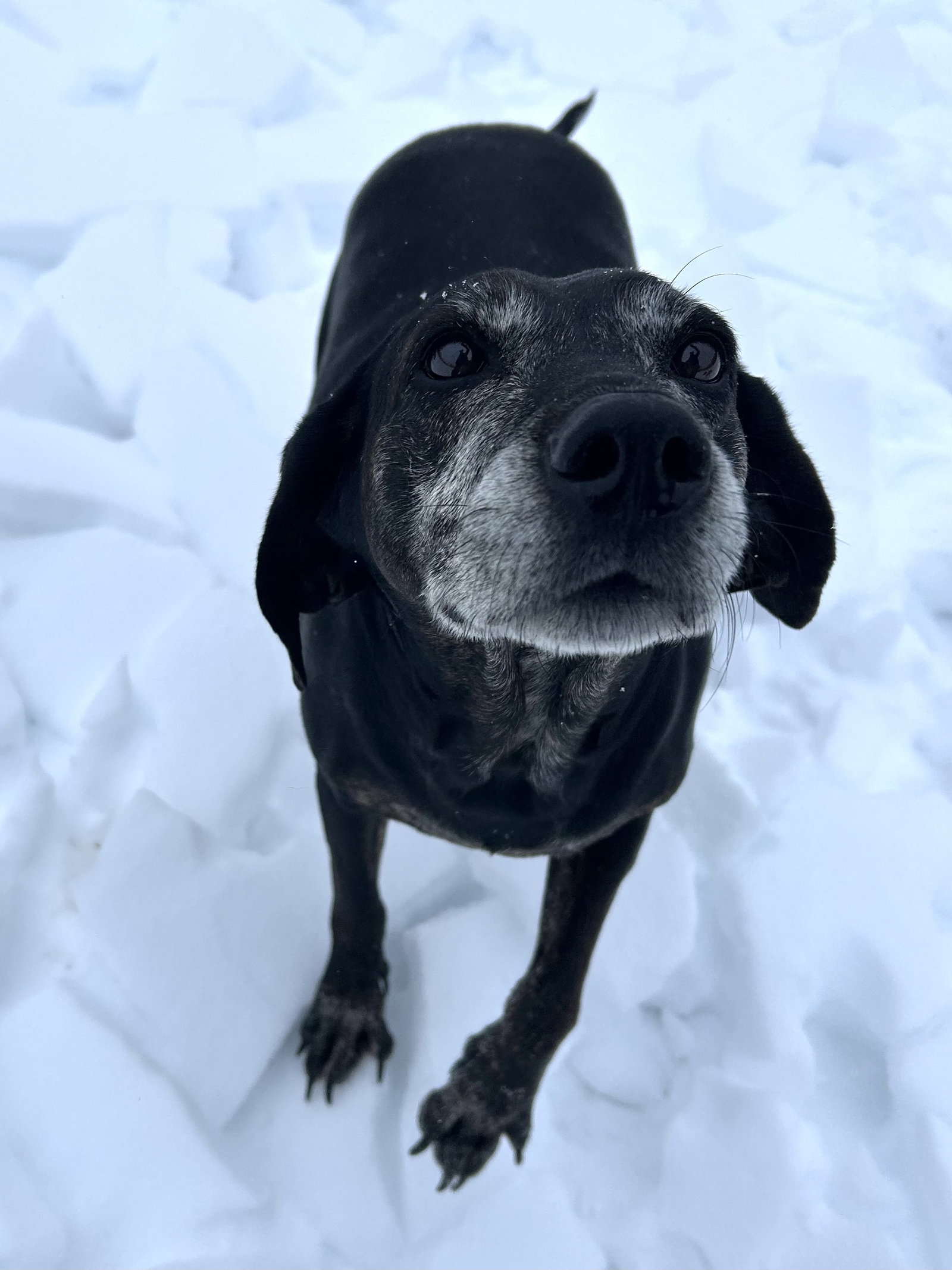 Maci
