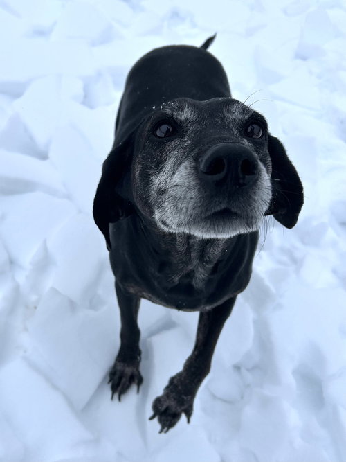 MACI - Labrador Retriever / Hound available for adoption