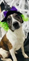 Puppers - Photo 10