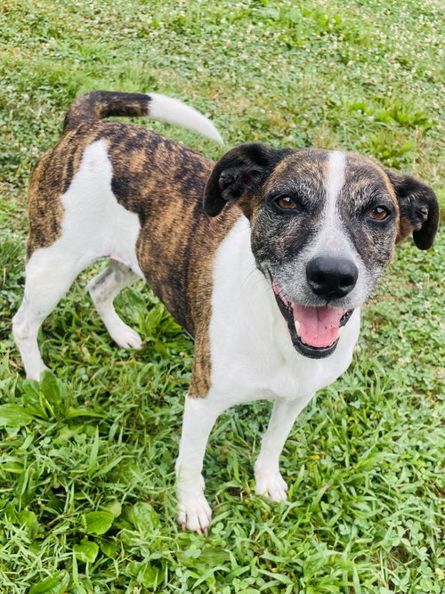 PUPPERS - Hound available for adoption