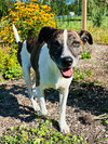 Puppers - Photo 4