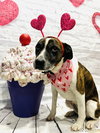 Puppers - Photo 3
