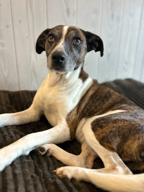 PUPPERS - Hound available for adoption