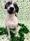 Puppers - Photo 3