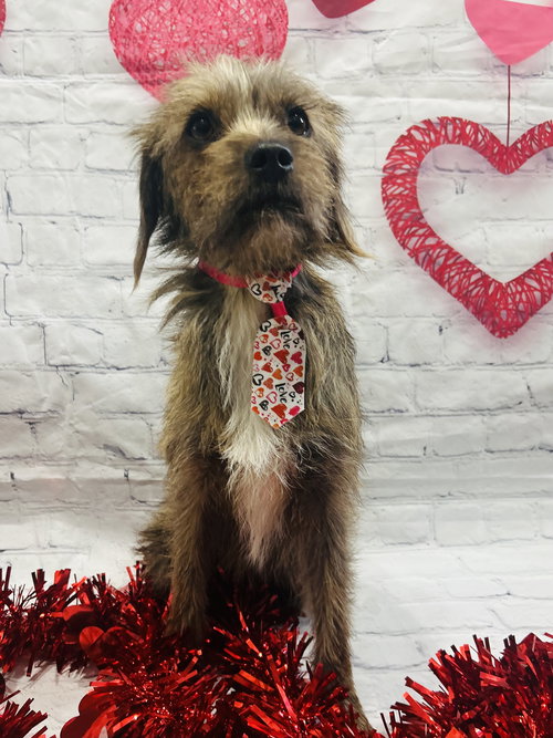 MUFASA - Wirehaired Fox Terrier / Chihuahua available for adoption