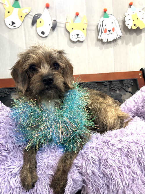 MUFASA - Wirehaired Fox Terrier / Chihuahua available for adoption