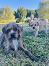 Mufasa - Photo 3