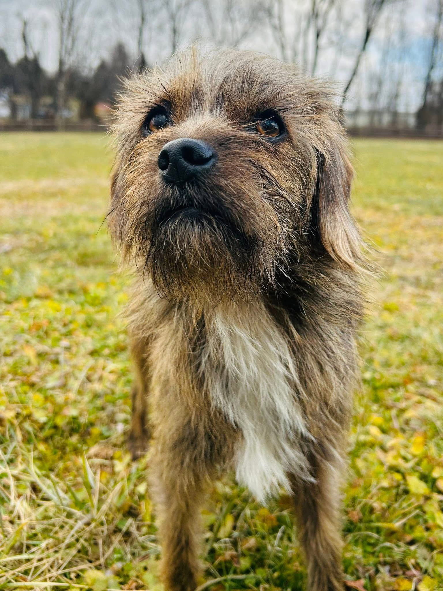 Mufasa