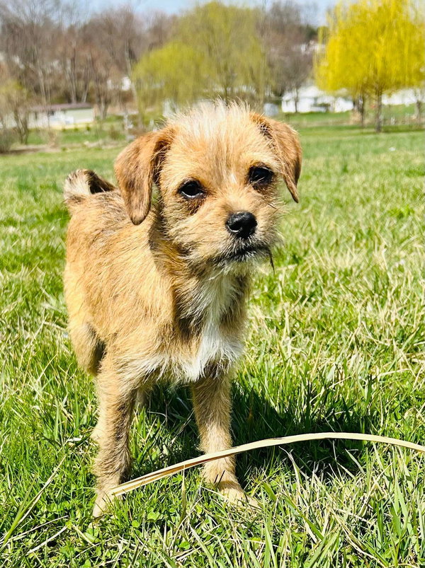 Nala