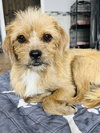 Nala - Photo 2