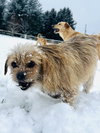 Nala - Photo 3