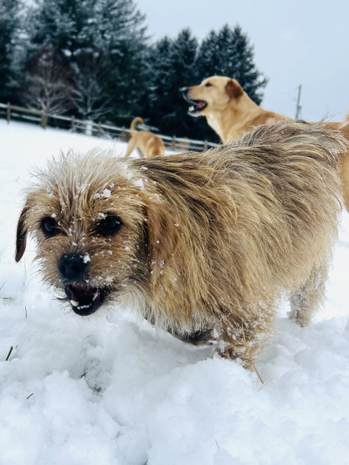 Photo 6 of Nala