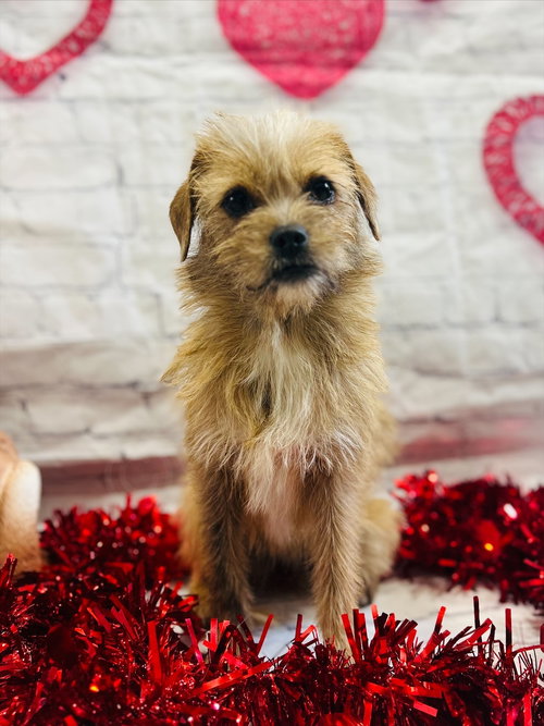 NALA - Wirehaired Fox Terrier / Chihuahua available for adoption