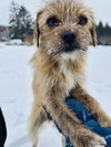 Nala - Photo 4