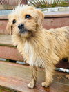 Nala - Photo 1