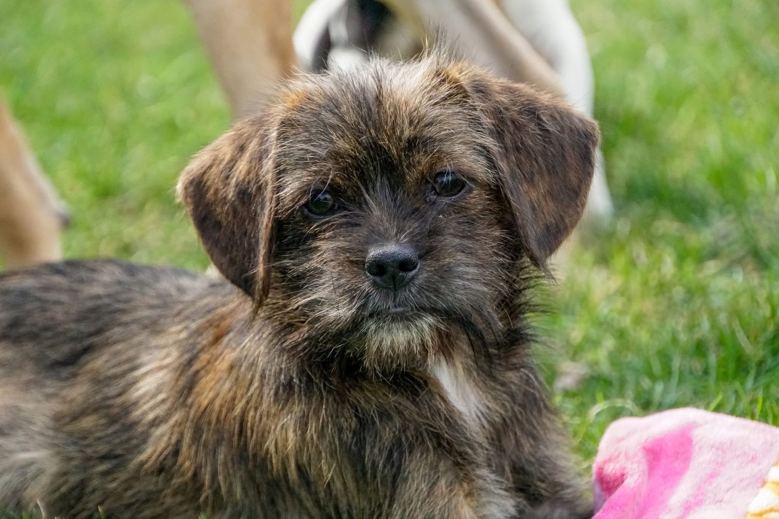 adoptable Dog in Elizabethtown, PA named simba