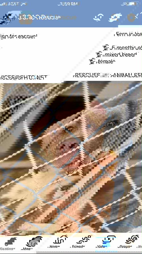 animal-image