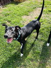 Sammy - Photo 2