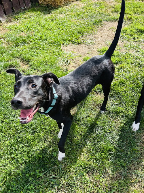 SAMMY - Labrador Retriever available for adoption